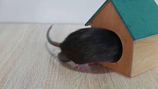 Rats will try to enter your home.