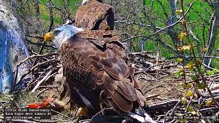 Little Miami Conservancy Bald Eagle 20.04.2024 13:38