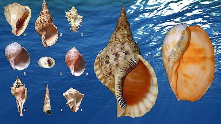 盤點世界上15種最大和最珍貴的貝殼類 - 天天要聞
