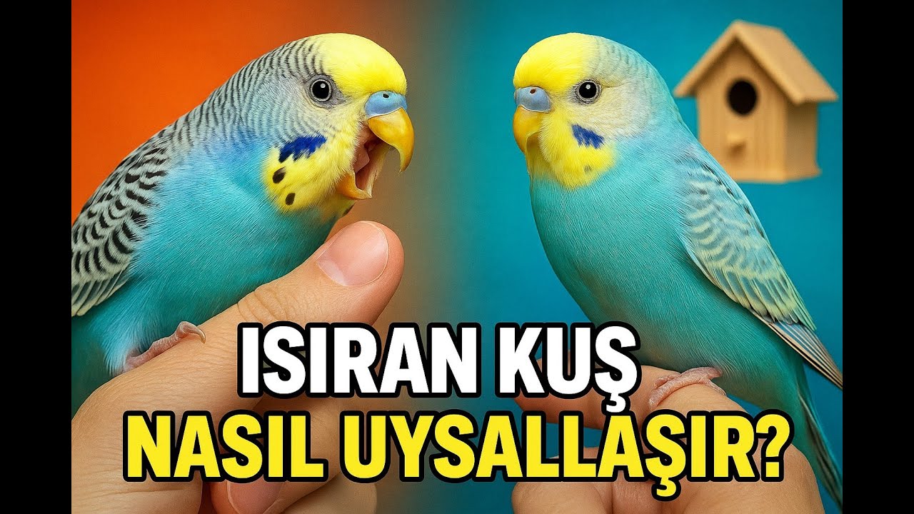 Isıran Muhabbet Kuşu Nasıl Uysallaştırılır  Psikolojik Yöntemler!