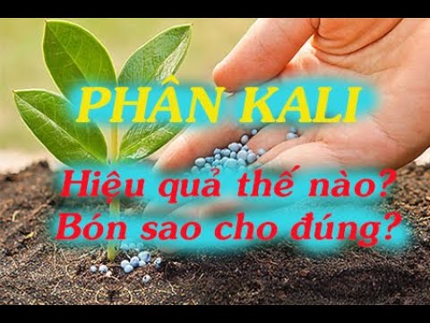 Phân KALI – Bón sao cho đúng? | Tóm tắt các thông tin nói về chất tạo ngọt cho cây ăn quả chi tiết nhất
