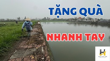 Trồng rong đuôi chó trước khi thả Ốc nhồi, Ốc bươu đen