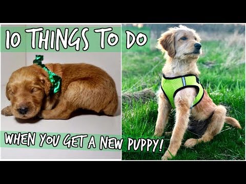 10-things-to-do-when-you-get-a-new-puppy!-with-our-goldendoodles!