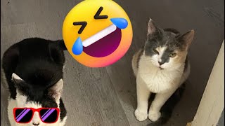 Funny cat videos | Funny cats complication #catvideos #funnycats