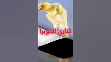 بعض انواع الكناري الجميلة 