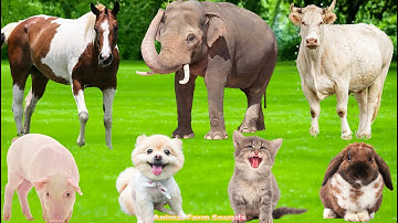 Farm Animal Sounds: Sheep, Cat, Dog, Chicken, Cow, Pig, Rabbit - Animal Moments