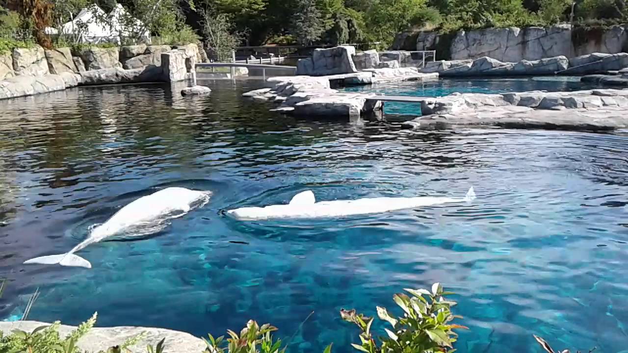 Beluga Whales at Mystic Aquarium  September 14, 2016  YouTube