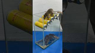 The Best Homemade Mouse Trap Idea From Old Cans // Mouse Trap 2 #Rattrap #Rat #Mousetrap #Shorts