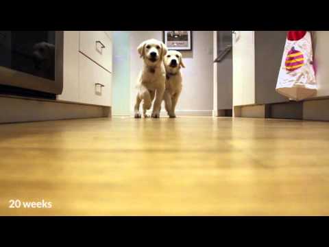 Golden retriever pups rennen voor het avondeten, timelapse-stijl