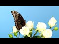 CHOPIN - SPRING WALTZ BEAUTIFUL RELAXING PIANO MUSIC