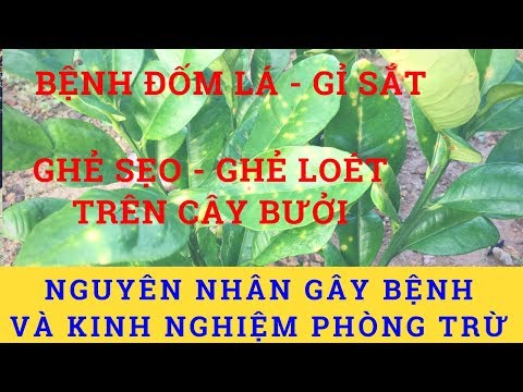 NGUYÊN NHÂN VÀ CÁCH PHÒNG TRỪ BỆNH GHẺ SẸO - GỈ SẮT - ĐỐM LÁ TRÊN CÂY BƯỞI