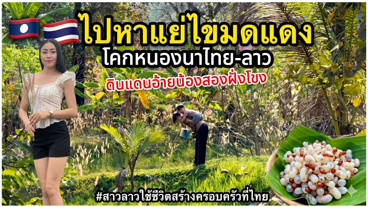 สาวลาวมีครอบครัวมาใช้ชีวิตที่ประเทศไทยสองแม่ลูกจะไปแย่ไขมดแดงที่โคกหนองนาไทย-ลาว l เขยลาว🇹🇭💞🇱🇦