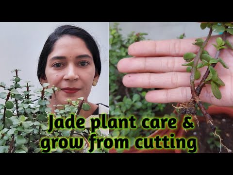 Jade Plant Care And Propagation Tips(In Hindi)How To Grow And Care Jade Plant||#stressfree Gardening