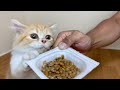 子猫が初めて納豆を食べると大変な事になりましたw(マンチカン)