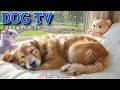 20 Hours of Calming Dog Music🦮💖Calm Your Dog: Stress &amp; Anxiety Relief Mode🎵💤Restful Home Dog TV