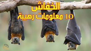 10 معلومات رهيبة لا تعرفها عن الخفاش 🦇