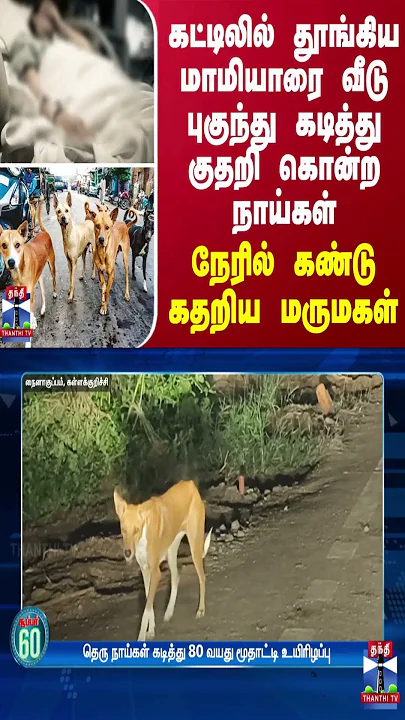 கட்டிலில் தூங்கிய மாமியாரை வீடு புகுந்து கடித்து குதறி கொன்ற நாய்கள் - நேரில் கண்டு கதறிய மருமகள்