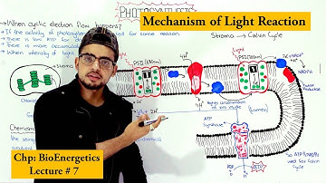 Light reaction of Photosynthesis | Cyclic and non-cyclic photophosphorylation |