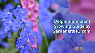 Delphinium Growing Guide By Gardenershq