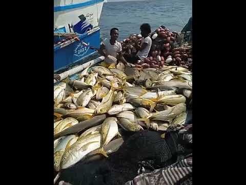 هذامن خيرات بحرنا وهذا النوع من الاسماك يسمى التمكري