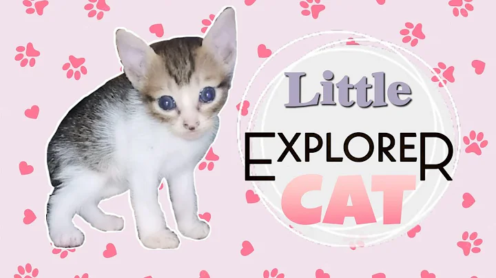 Little Explorer Cat | Valerie Cabrera