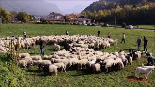 Finita La Transumanza Si Tolgono I Campanacci, Fiera Di S. Luca A Demonte Cn Dom. 12 - 10 - 2025.