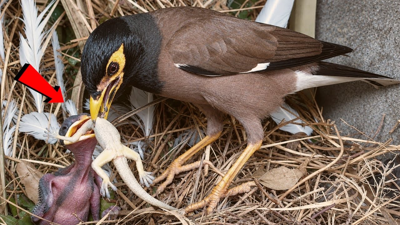 Myna Feeding Struggle: Baby Myna with Lizard Caught in Neck ...