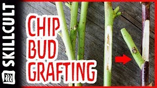 Easy Summer Chip Bud Grafting W/ Mark Albert, Fruit Tree Graft Demonstration