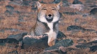 A Tibetan Fox and a Brown Bear hunting Pikas in the Himalayas