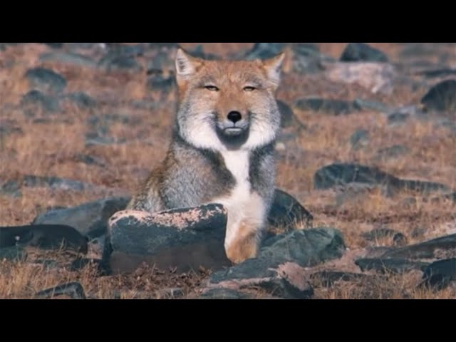 チベットスナギツネ 猫と緑と時々私