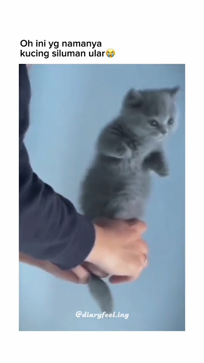 KUCING SILUMAN ULAR😭 #fyp #cute #funny #lucu #cat #animals #kucing #ytshorts #palestine #viral #usa