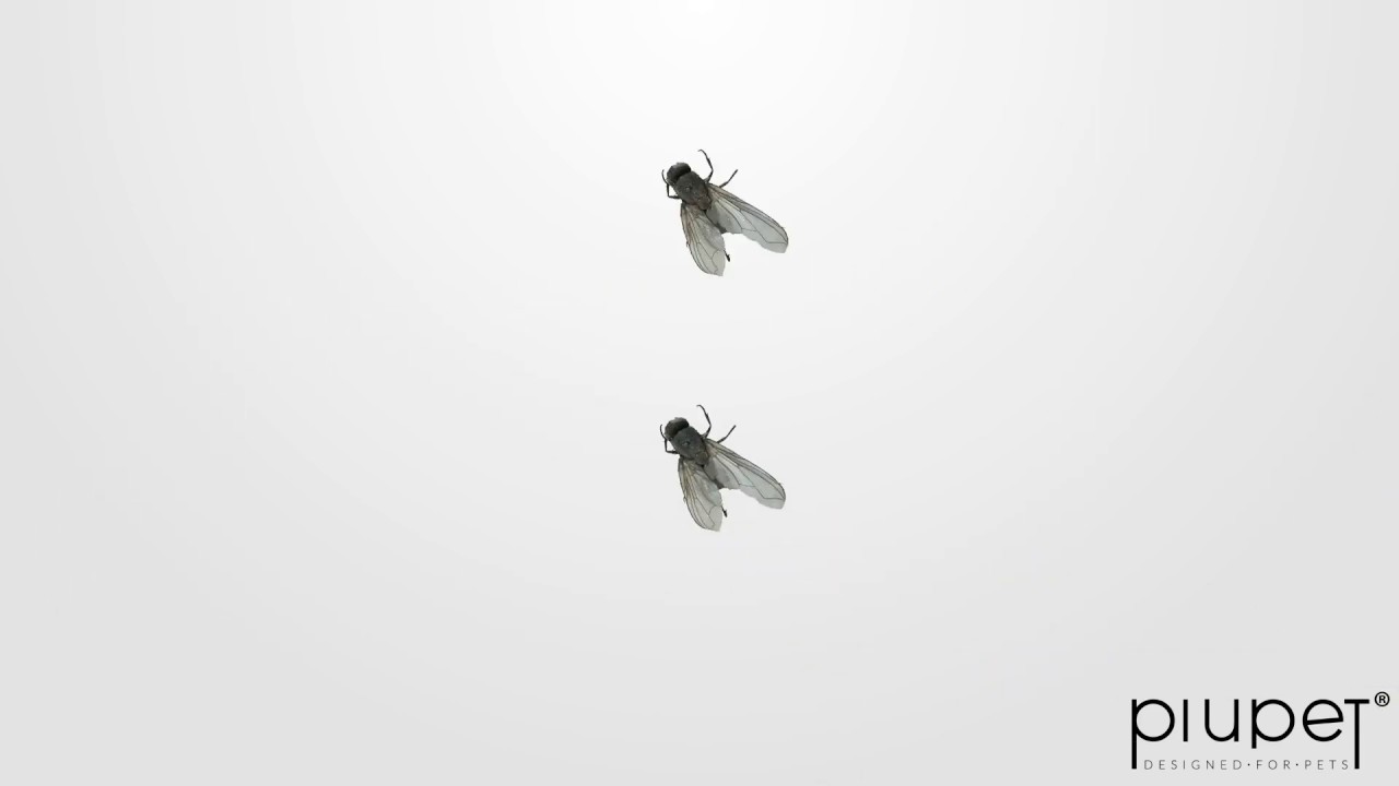 New Katzenspiel: Catching fly oder auch das beste Videospiel für Katzen