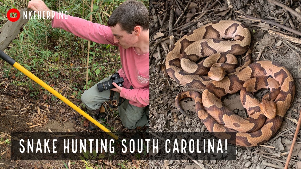 Insane South Carolina Snake Hunting! Finding A LOT of Snakes Under Tin and Car Hoods!