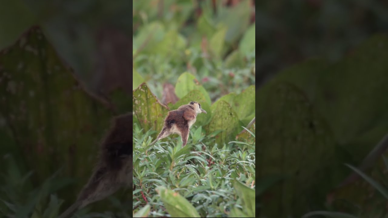 African Jacana Dad S Raise The Chick Nature Wildlife Dads