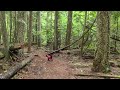 10 minute Rainy Treadmill Walk | Immersive Woodland Experience 