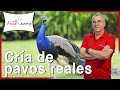 10 apuntes sobre los pavos reales 💚