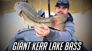 Shallow Winter Kerr Lake Bassin' (Buggs Island)