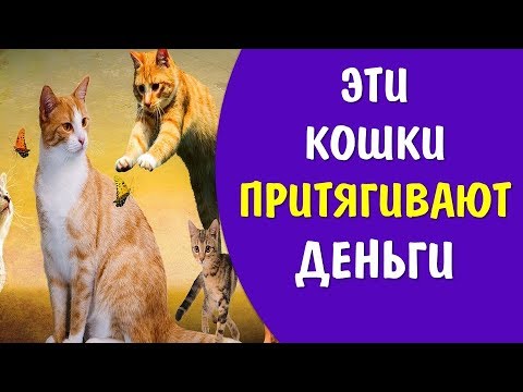 Цвет кошки притягивают в дом деньги счастье