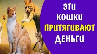 Цвет кошки притягивают в дом деньги счастье и любовь . Приметы о кошках | Эзотерика для Тебя Советы Цвет кошки притягивают в дом деньги счастье и любовь . Приметы о кошках | Эзотерика для Тебя Советы