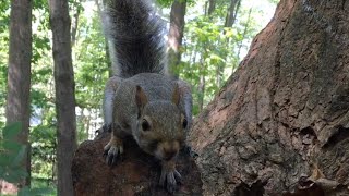 Capturing Close-Up Moments with Squirrels, Groundhogs, & Birds; Videos for Cats to Watch Dog TV.