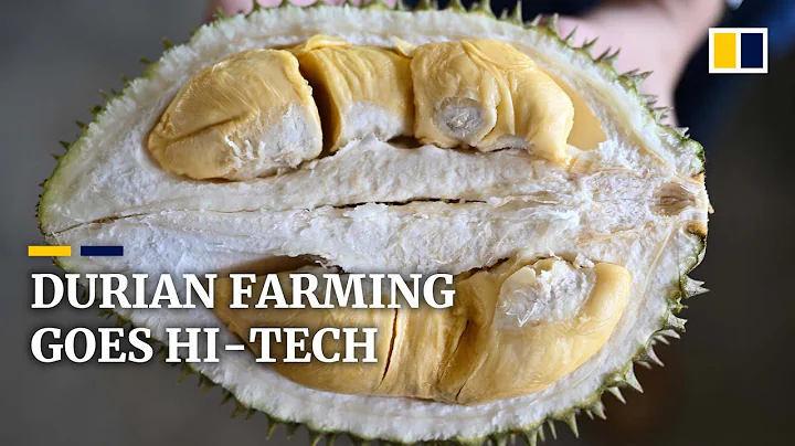 Malaysian durian plantation goes hi-tech to maximise production - DayDayNews