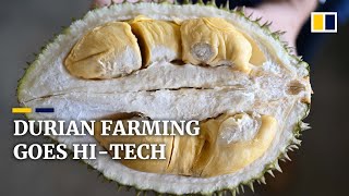 Malaysian durian plantation goes hi-tech to maximise production