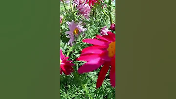 Пиретрум или персидская ромашка😍🌸