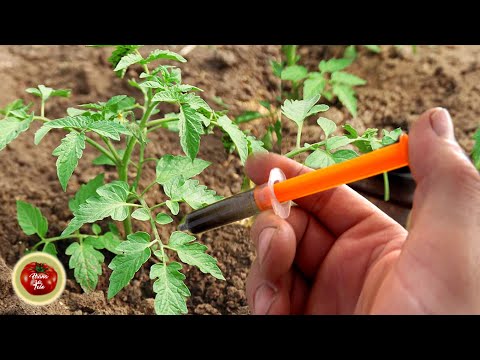 Video: Kako rastejo rastline - stvari, ki jih rastline potrebujejo za rast