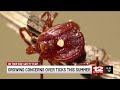 Tick activity surging early, raising concerns about Lyme Disease cases