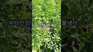 물냉이 생으로 고추장 무침, 물김치, 데쳐 나물무침, 고기드실 때 쌈으로. 톡 쏘는 매운 맛이 최고.