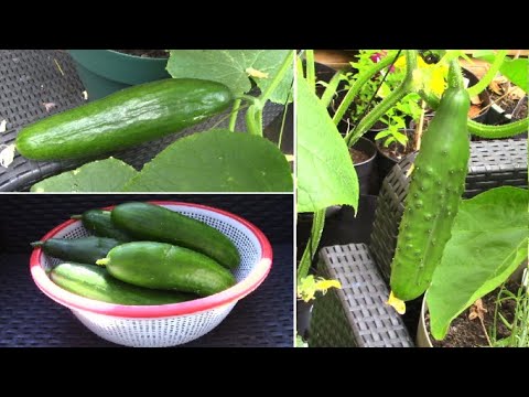 Vidéo: Bag Grown Cucumber Care – Comment faire pousser des concombres dans des sacs