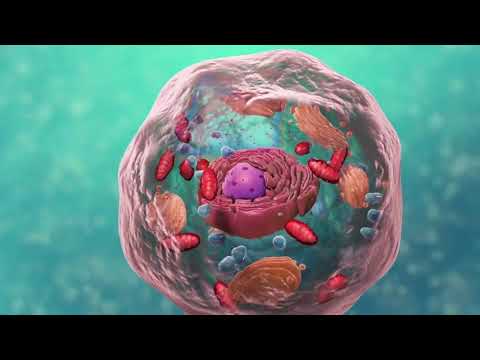Video: Apakah kitaran sel dalam genetik?