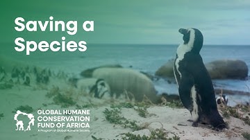 Inside the Effort to Save South Africa’s Endangered African Penguins