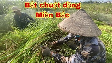 3 anh em bắt chuột đồng trú ngụ trong bãi cỏ hoang lâu năm béo ú